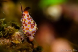 Rosewater's Egg Cowrie@ LongDong Bay, Taiwan
 by Sherry Hsu 
